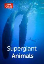 Supergiant Animals cover picture